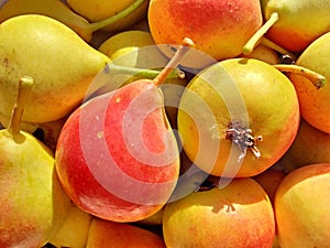 Photography of Shipova pears Sorbopyrus irregularis